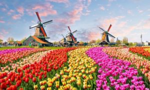 المناظر الطبيعية مع زهور التوليب وطواحين الهواء الهولندية التقليدية والمنازل بالقرب من القناة في Zaanse Schans، هولندا، Europe-min